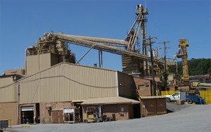 PPCO Plant Picture